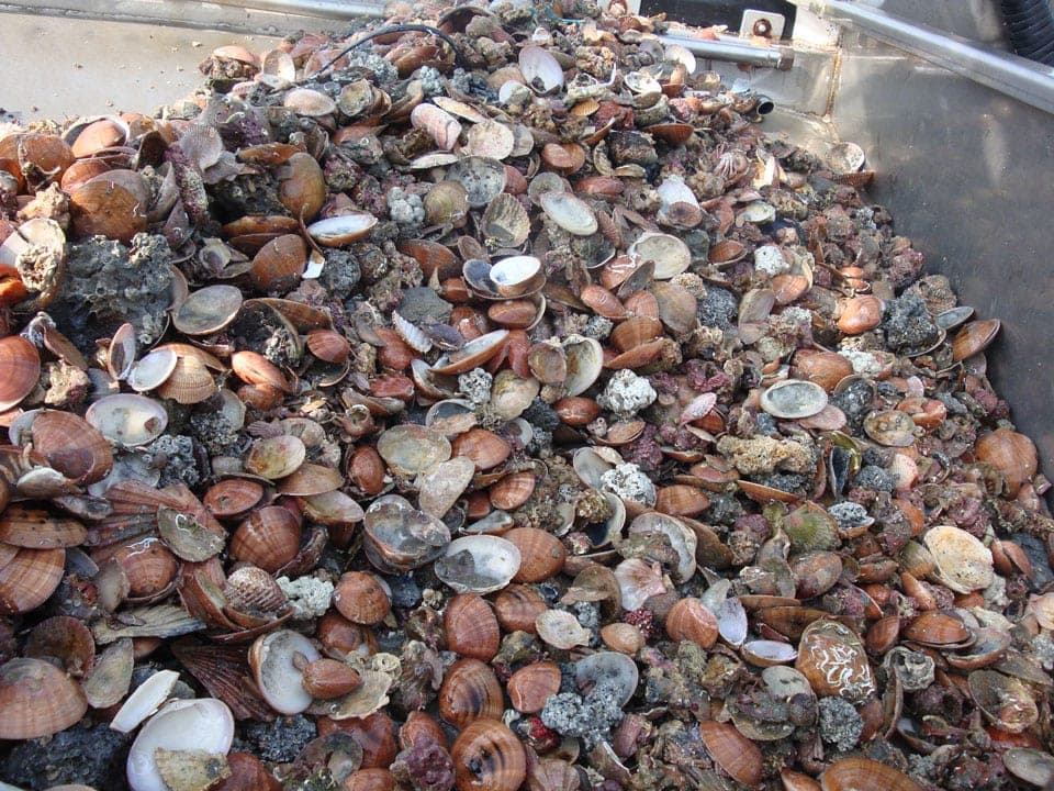 Bivalvi raccolti nell'area di cava JC