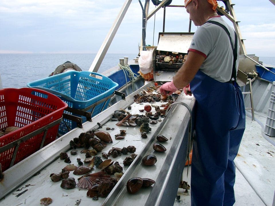 Un operatore esamina il campione sul piano di cernita a bordo del peschereccio