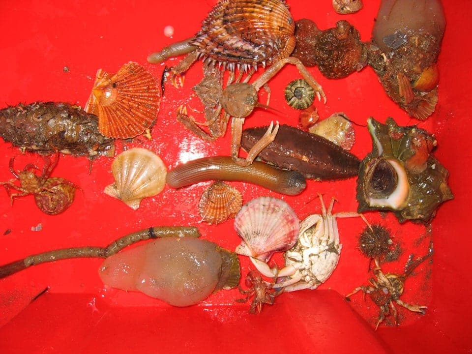 Macrofauna bentonica raccolta durante il campionamento