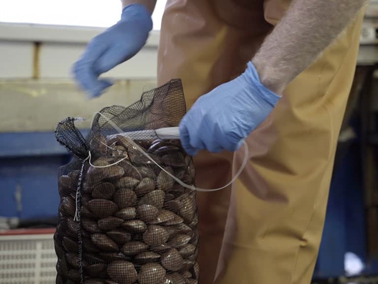 Un pescatore con i guanti blu sistema un sacco di fasolari appena raccolti