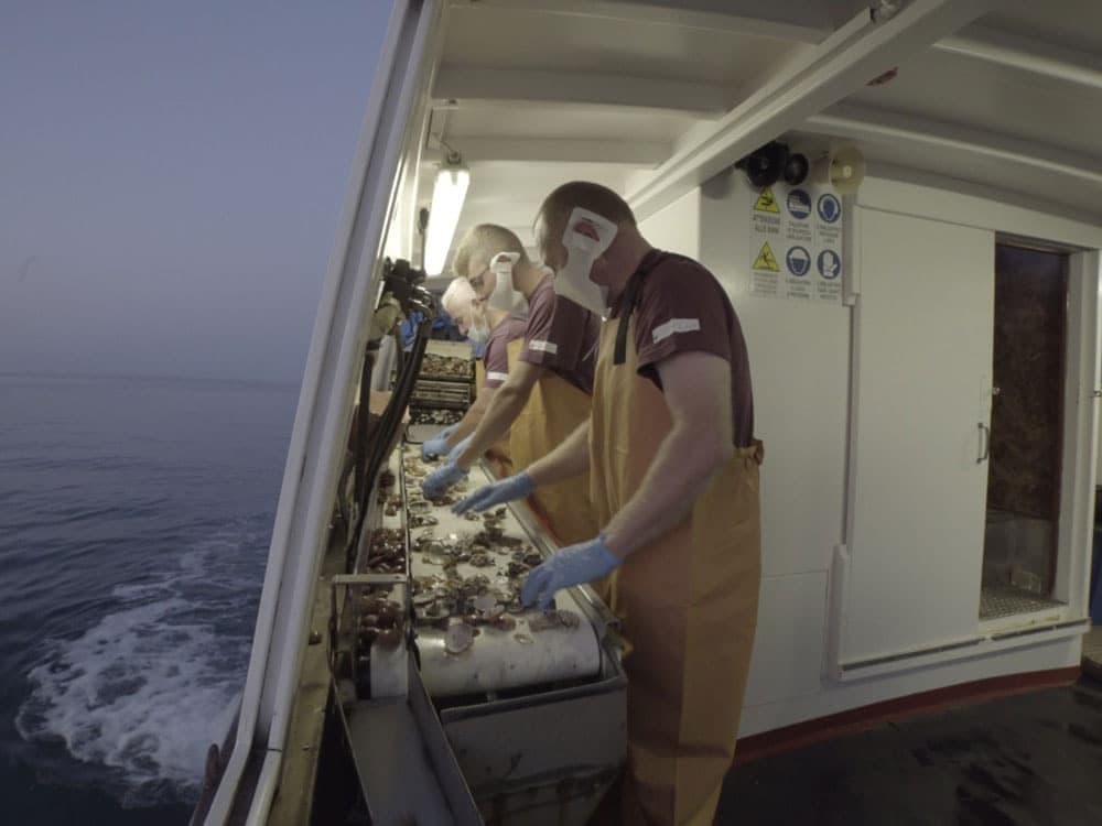 Selezione dei fasolari a bordo