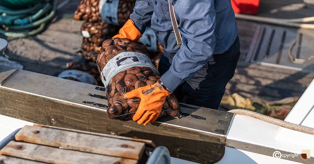 Un pescatore con i guanti arancioni solleva una retina di fasolari sulla banchina