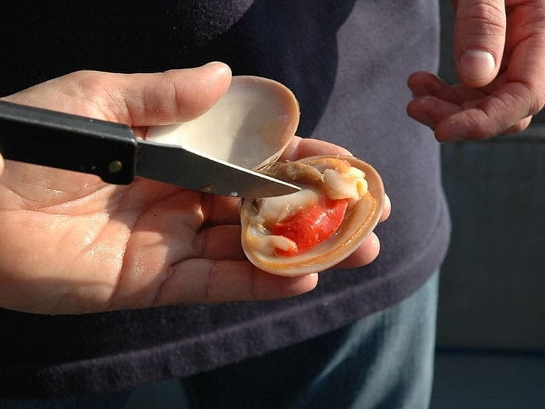 L'apertura di un fasolaro a crudo con un coltello